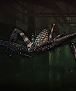 spider